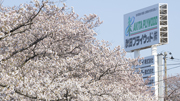 本社桜並木が見頃　春の訪れを告げる