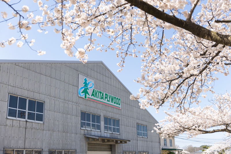 満開を迎えた本社の桜　青空と桜色の美しさが際立つ