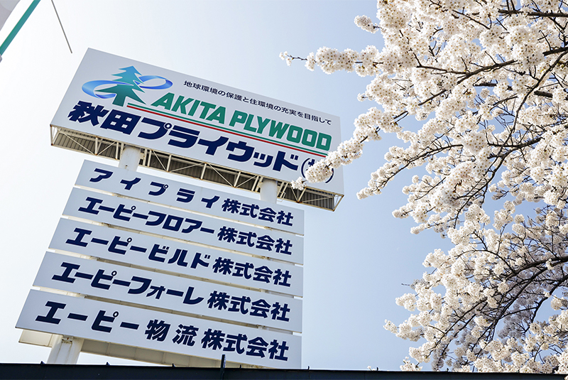 本社敷地に春が到来　満開の桜が咲き誇る
