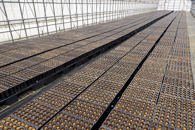 脱炭素社会の実現に向けて育苗事業を推進