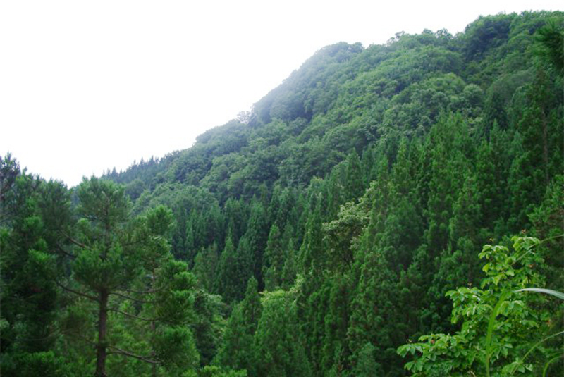 社有林「アキプラの森 天鷺」を活用した原木シイタケ栽培